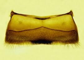   Anthidium atrifrons  male, ventral view of fourth sternum (S4), photo from Gonzalez and Griswold 2013 
